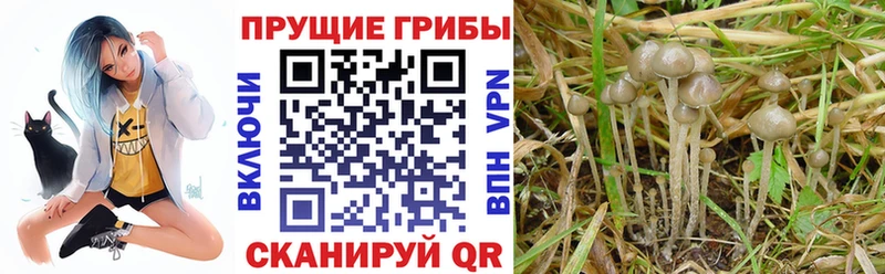 OMG рабочий сайт  Выкса  Галлюциногенные грибы ЛСД 
